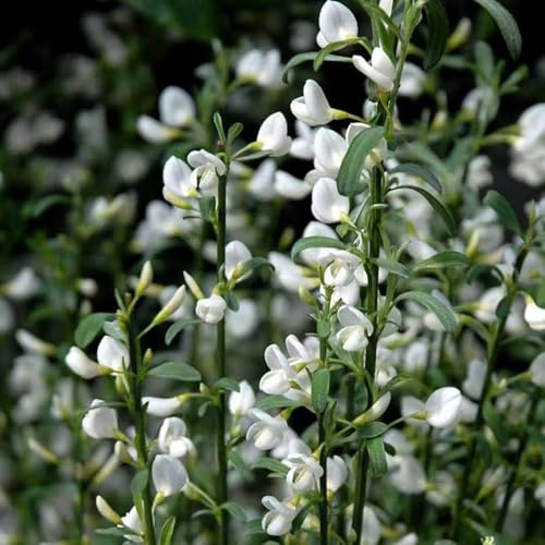 semillas de retama lugares soleados semillas de silvestres exótico Decoraciones jardín exteriores resistentes orgánicas primavera verano 350pcs