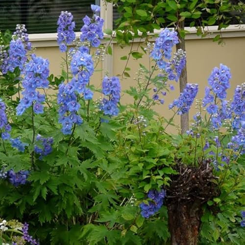 6 x Delphinium Grandiflorum 'Blauer Zwerg' - Perenni Vaso 9cm x 9cm