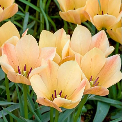 Bulbi di Tulipano | Eleganti,Sereni,Vivaci,Romantici, Delicati, Nobili, Freschi-8 bulbi-I