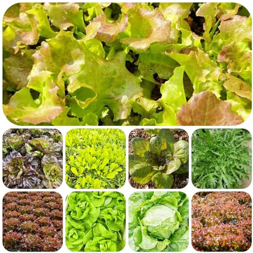 semillas de lechuga orgánica - decoraciones de jardín para exteriores interior, resistentes 1000pcs