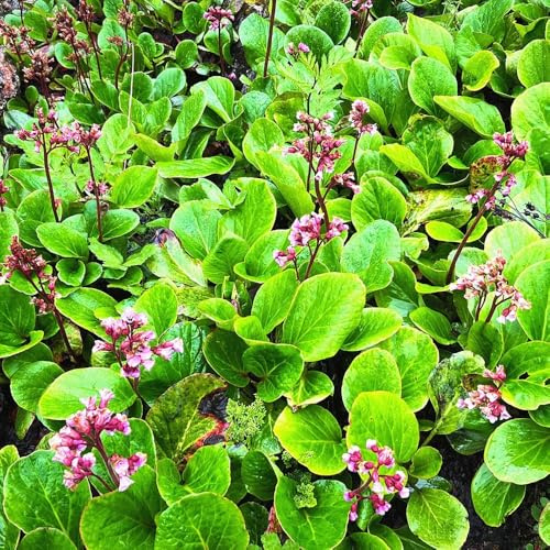 semillas de bergenia de cocina, raras, decoración de bergenia de silvestres, cobertura del suelo 125pcs