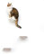 LucyBalu® Steps XL Katzentreppe Wand Innen & Außen 3er Set | Katzen Kletterwand | Wandpark für Katzen bis 10kg | Katzenleiter | Anti-Rutsch Beschichtung | 3 Stufen | Wandbefestigung | 24 x 20 cm Weiß