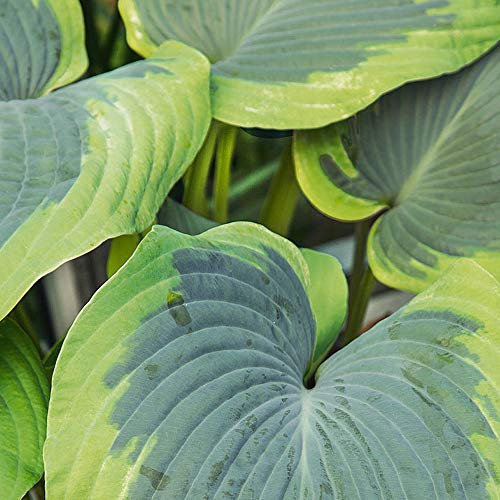 Hosta ‘Olive Bailey Langdon’ Plantain Lily Hardy Perennial Garden Plants Large Rounded Colourful Foliage Great for Ground Cover 1 x Bare Root Hosta ‘Olive Bailey Langdon’ by Thompson and Morgan
