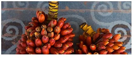 Pcs - 10x Musa (Bananier) Bukensis Melon-Banane Jardin Plantes - Graines ID502 - Seeds & Plants Shop by Ipsa