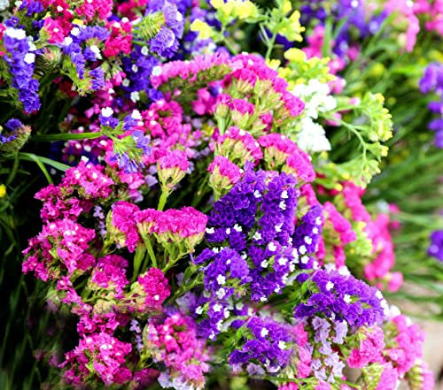 Dwarf Petit Bouquet Mix Statice 80 seeds + Freebie + Plant tag Long flowering Limonium