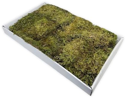 Moranduzzo – Tappeto di Muschio Naturale 44x32 cm – Artigianato Made in Italy – Accessori e Materiali per Realizzare Un Presepe Tradizionale Fai da Te