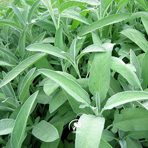 Marseed Mas Mas Plantes Rares Graines Jardinage À Domicile Salvia Apiana Sementes Jardinage Diy Graines D'Herbes Sauge Blanche Bonsaï