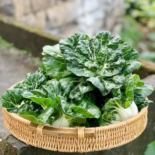 Col china, semillas de pak choi, resistentes variedades de antiguas semillas exótico invierno variedades antiguas 500pcs