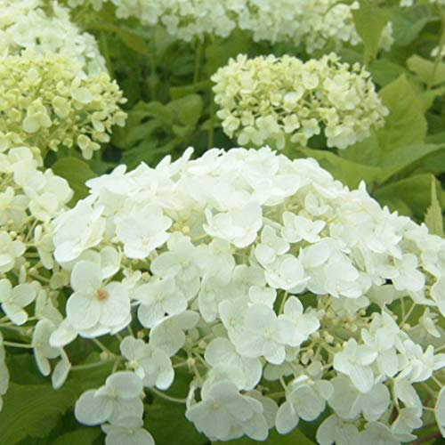 Hortensie 'Annabelle' - Hydrangea arborescens 'Annabelle' - 30-50 cm Topf