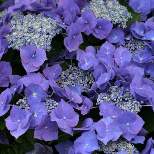 Hydrangea 'Teller Blue' 4L Plant. Lacecap Blue flowerheads. Available from Bedwen Plants