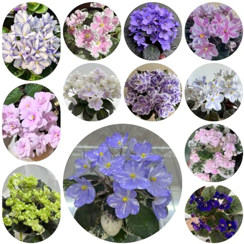 usambaraveilchen - seltene steingarten gewächshaus balkon outdoor rankpflanzen exotische zimmerpflanzen dekoration wohnzimmer zimmerpflanze zimmerbonsai gartenpflanzen balkongarten 750samen