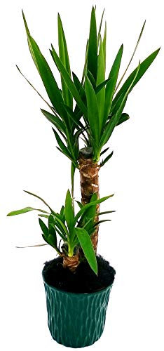 POWERS TO FLOWERS - YUCCA 2 TRONCHI IN VASO CERAMICA VERDE CON SPATOLATURA IN RILIEVO, Tronchetto della felicità, pianta vera