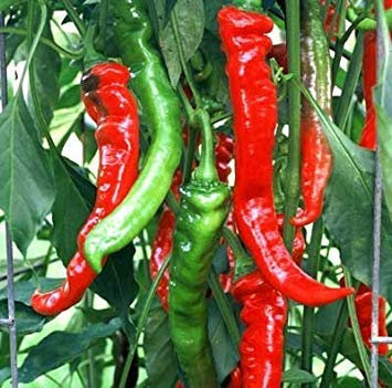 vegherb 500 graines de Jimmy Nardello - Poivrons