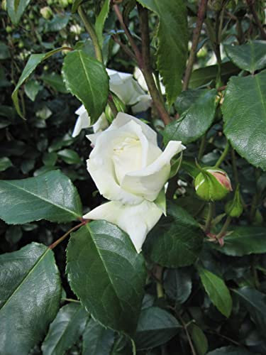 Rosa Alaska ® / Future ® - Kletterrose Alaska ® / Future ® - Kordes Rose