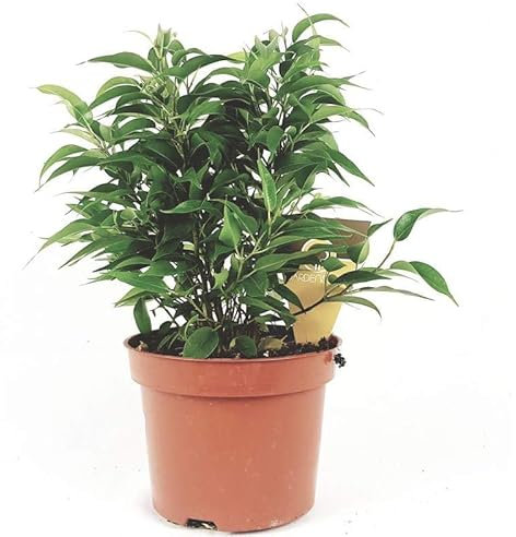Planta Natural Ficus Benjamina – Tamaño Pequeño Ideal para Hogares y Oficinas