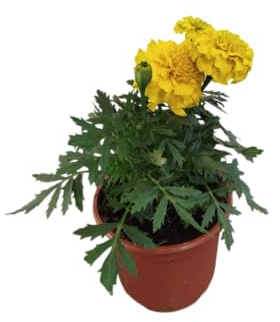 DECOALIVE Tagete Amarillo – Planta Natural con Flor Vibrante para Jardines y Terrazas