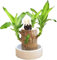 Brasilien Glücksholz Pflanze Set Kleine Mini-Pflanze Desktop-Pflanzen Brasilianische Holzpflanze Mit Mönchen Brazilian Wood Plant Pflanzenstumpf Brasilianische Holz Hydrokulturpflanze