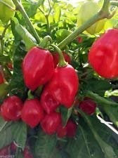 vegherb Trinidad Poivron Graines a.k.a. Poivre Assaisonnement (C.Chinense) Très Rare! (100) Graines
