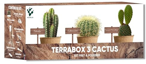 NOPALIA® Kit Cactus - Mini Kit Prêt à Pousser (Echinocactus Grusonii, Opuntia Microdasys, Polaskia Chichipe) - Plantes Grasses Déco Intérieure - Cadeau Insolite Femme Homme - DIY - idée cadeau noel