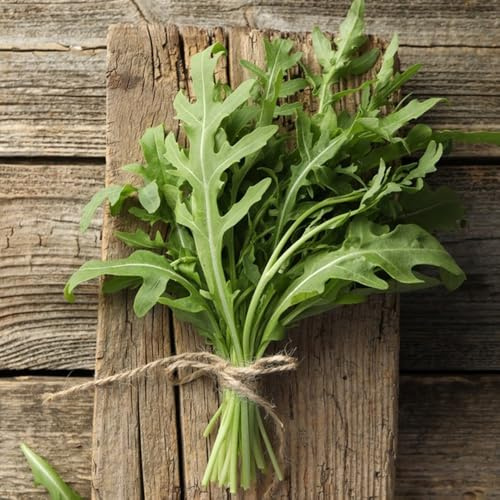 semi di rucola resistente - esotiche in vaso appartamento decorativa 100pcs