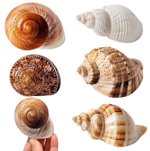 GUOYOU 5 Piezas Conchas de Mar Decoracion, Conchas Marinas Mixtas de Playa, Marinas Conches Marines Mixtas, 3-9CM Conches Marines Naturale para Acuarios Peceras Manualidades Jarrones Decoración del