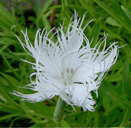 Stk - 10x F1 Dianthus Superbus Prachtnelke Pflanzen - Samen A133 - Seeds & Plants Shop by Ipsa