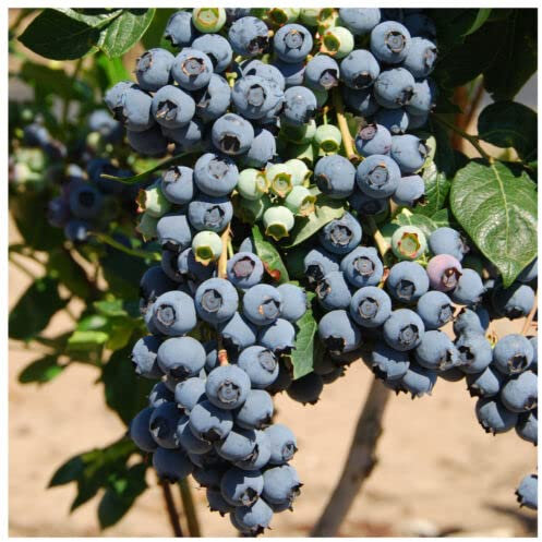 3 x Blueberry 'Herbert' Fruit Bushes in 9cm Pots, Very Tasty Edible Berries