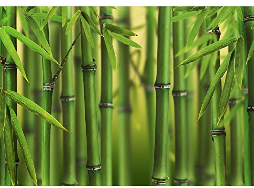 Runa Art Papel tapiz fotográfico bambú 352 x 250 cm Lana Fondo De Pantalla XXL Moderna Decoración De Pared Sala Cuarto Oficina Salón verde 9097011a