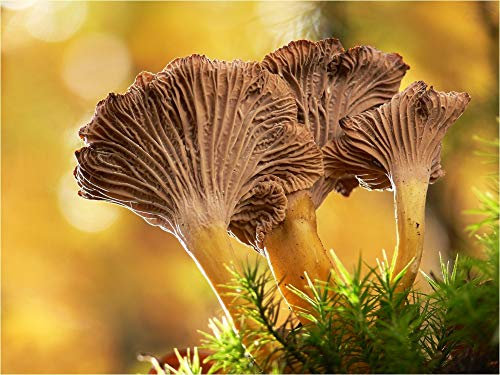 Mycélium de Girolle Grise - Kit de Culture de Champignons Mycélium liquide en tube de 15ml ou 50ml (Tube, 15 ml)