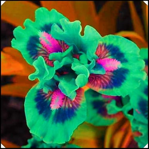 Iris Bulbs Iris Plants UK(Wedding Flowers,Cut Flowers,Ornamental Flowers,Garden Flowers,Hardy Perennial,Plant Bulbs)-4bulbs-c