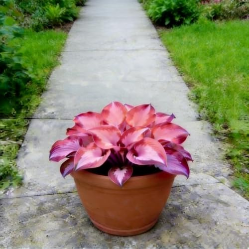 Bulbos de hosta-Hosta Rizoma&Perfecta para personas ocupadas&Requiere poco mantenimiento-I-6 Rizoma