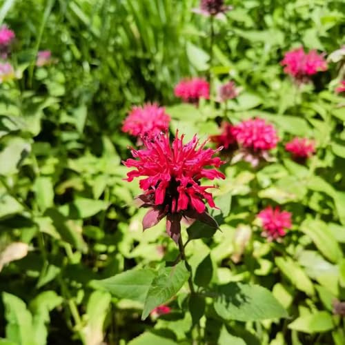 goldmelisse kräutergarten küche geschenk kübelpflanzen mehrjährig 225samen