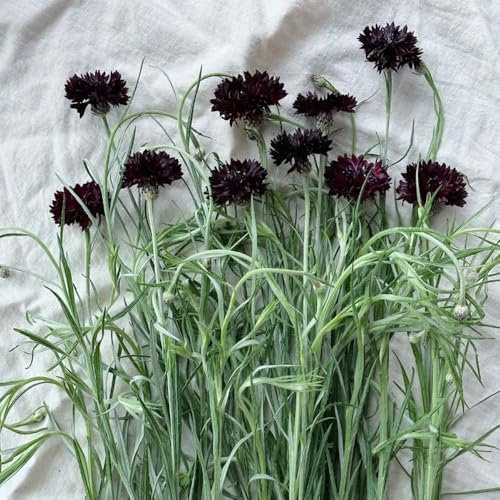 Kornblumen Samen blumen geschenk, bio saatgut kornblumensamen, Centaurea cyanus blumenwiese samen blumensamen, pflanzensamen garten samen, pflanzen samen nachhaltige geschenke 300pcs