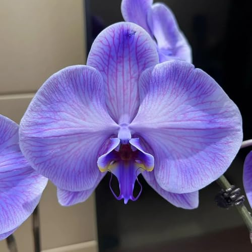 orquídeas phalaenopsis semillas de jardín semillas de silvestres, siembra otoño prados silvestres decoración jardín perennes resistentes al invierno cortadas 700pcs