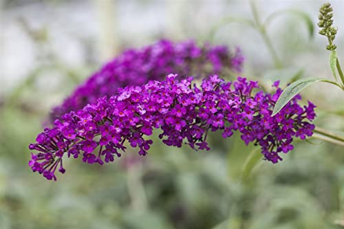 Buddleja 'Miss Ruby' 40-60 cm - Schmetterlingsflieder, pinke Blüten, Blütezeit Juli-September, Schmetterlingsmagnet, pflegeleicht und winterhart
