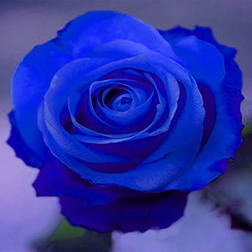 200 Pcs Graines de Rose Bleue Nuit, Rare et Naturelle, Non-OGM, Graines de Jardin pour Balcon, Terrasse et Décoration Extérieure