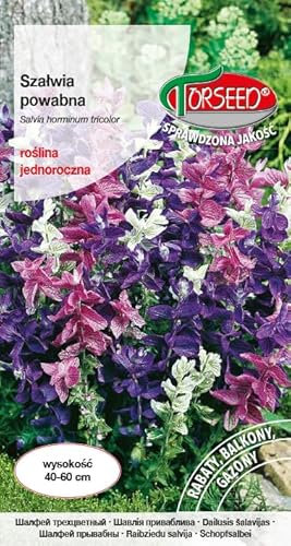 Verdica Vivaci semi di salvia horminum dipinti – Brattee tricolori spettacolari, ideali per bordi e letti, facile annuale, altezza 40-60 cm, resistente ai parassiti