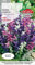 Verdica Semillas de salvia horminum de salvia pintadas vibrantes, brácteas tricolor espectaculares, ideales para bordes y camas, fáciles anuales, 40-60 cm de altura, resistentes a plagas