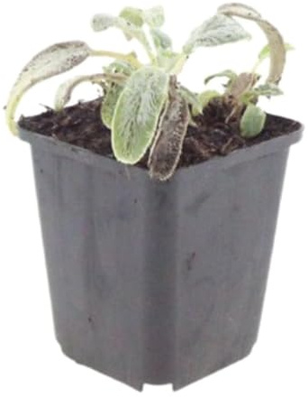 Plantas Tapizantes Stachys Byzantina, Gris Plateado, Pack de 6, 10-25 cm
