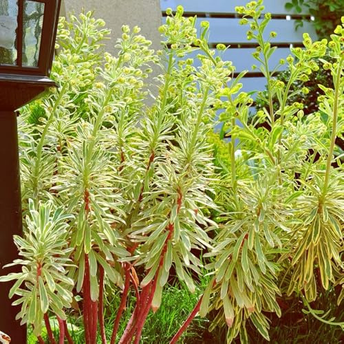 semillas de tártago - balcón, interior jardín, resistentes perennes, variedades antiguas 50pcs