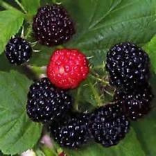 Semi Black Raspberry Bush! Dolce squisita Della frutta! PETTINE. S/H! Vedere il nostro deposito!:Seeds