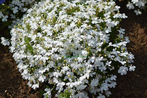 PREMIER SEEDS DIRECT - LOBELIA - TRAILING - WHITE LADY - 0.4 GRAM ~ APPROX 12,000 FLOWER SEEDS