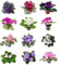 Saintpaulia | Pack 8 Unidades | Plantas Vivas | Violeta Africana| Flores de Exterior Naturales