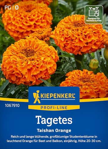 Kiepenkerl Profi-Line Tagetessamen Taishan Orange 1067910 - reich und lange blühende, großblumige Studentenblume in leuchtend Orange - Pflanzen, Blumensamen, Saatgut