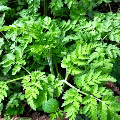 1000 Winter Chervil Seeds | Anthriscus Cerefolium French Parsley Cicely Gourmet Green Herb Garden Vegetable Seed