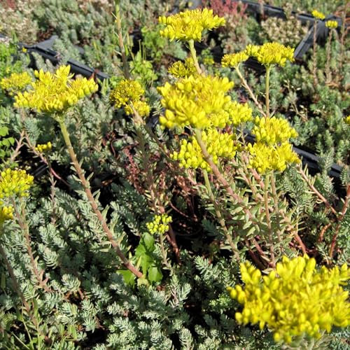Pianta vera di Sedum reflexum - Diametro Vaso Ø 9 cm