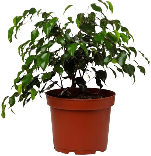 Ficus Benjamina Mini Ideal para Espacios Pequeños Natural y Decorativo