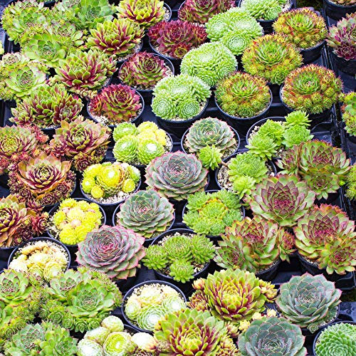 GardenersDream 20 x Sempervivum Plants in Pots - Live Air Purifying Indoor Plants - Indoor Succulent Plants for Desks and Shelves - Beautiful Gifts for Plant Lovers (5-15cm, incl. 5.5cm Pot)