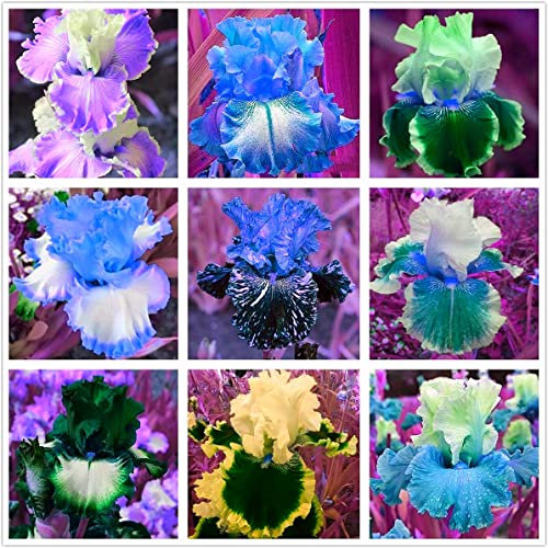 Bulbe d'iris decorativo per giardino, iris barbuto perenne-20 Bulbis,E