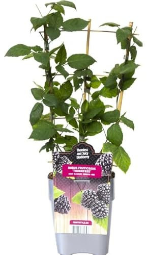 Zarzamora Planta Natural para Cultivar en el Exterior del Hogar